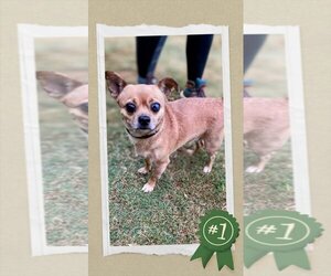 Chihuahua Dogs for adoption in columbia, SC, USA