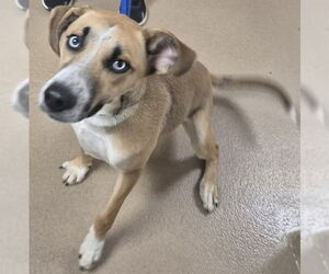 Medium Photo #1 Pointer Puppy For Sale in Decatur, IL, USA