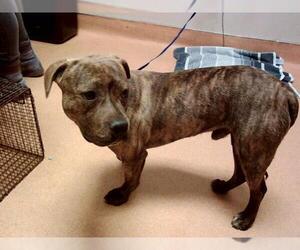 American Pit Bull Terrier-Unknown Mix Dogs for adoption in Martinez, CA, USA