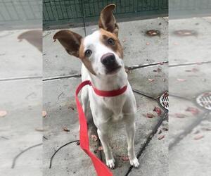 Border Collie-Jack Russell Terrier Mix Dogs for adoption in San Jose, CA, USA
