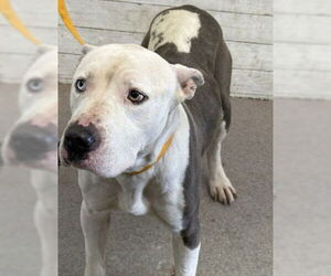 American Pit Bull Terrier Dogs for adoption in San Bernardino, CA, USA