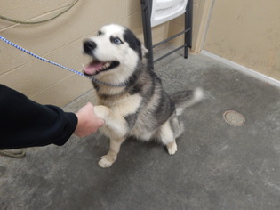 Siberian Husky Dogs for adoption in Pikeville, KY, USA