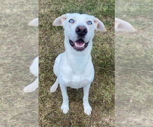 Dogo Argentino-Labrador Retriever Mix Dogs for adoption in Bryant, AR, USA