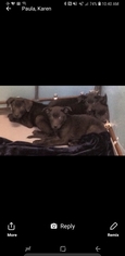 Borador Dogs for adoption in Woodbridge, VA, USA