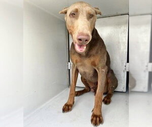 Doberman Pinscher Dogs for adoption in Houston, TX, USA