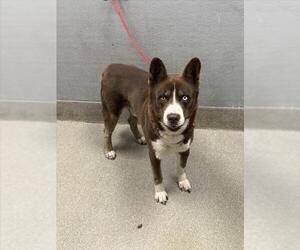 Siberian Husky-Unknown Mix Dogs for adoption in Las Vegas, NV, USA