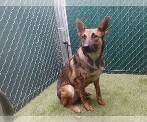 Australian Shepherd-Unknown Mix Dogs for adoption in Downey, CA, USA