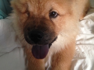 Chow Chow Dogs for adoption in Newport Beach, CA, USA