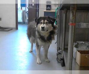 Siberian Husky Dogs for adoption in Fayetteville, NC, USA