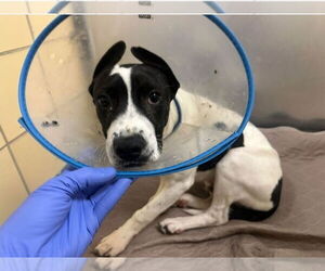 Borador Dogs for adoption in Lakewood, CO, USA