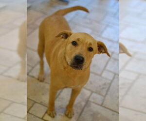 Labrador Retriever-Unknown Mix Dogs for adoption in Germanton, TN, USA