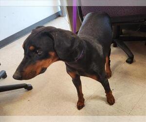 Doberman Pinscher-Unknown Mix Dogs for adoption in Plano, TX, USA