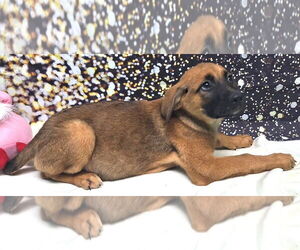 Mutt Dogs for adoption in Wetumpka, AL, USA