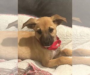 Black Mouth Cur-Unknown Mix Dogs for adoption in San Diego, CA, USA