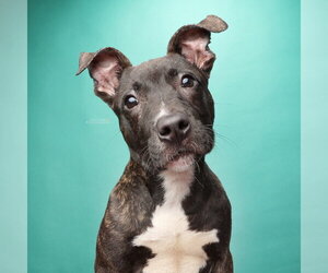 Mutt Dogs for adoption in Alexandria, VA, USA