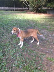 Beagle-English Foxhound Mix Dogs for adoption in Sanderson, FL, USA
