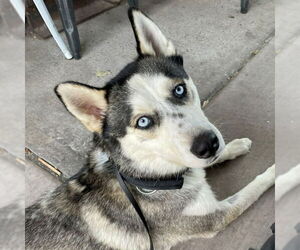 Siberian Husky Dogs for adoption in Omaha, NE, USA