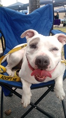 American Pit Bull Terrier Dogs for adoption in Weston, FL, USA