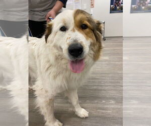 Collie-Great Pyrenees Mix Dogs for adoption in Minneapolis, MN, USA