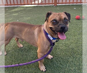 Pug-Unknown Mix Dogs for adoption in Las Vegas, NV, USA