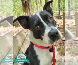 Mutt Dogs for adoption in Kennesaw, GA, USA