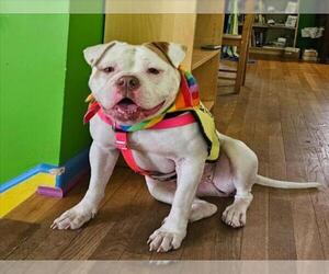 American Bulldog Dogs for adoption in Derwood, MD, USA
