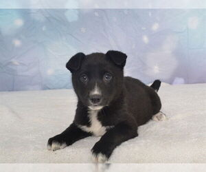 Borador Dogs for adoption in Oroville, CA, USA