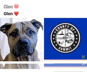 Mastiff-Unknown Mix Dogs for adoption in Akron, OH, USA
