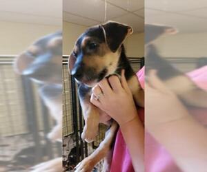 Borador Dogs for adoption in Mechanicsburg, PA, USA
