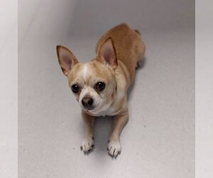 Chihuahua Dogs for adoption in Fishers, IN, USA