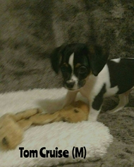 Medium Photo #1 Cavalier King Charles Spaniel-Jack Russell Terrier Mix Puppy For Sale in Wyoming, MI, USA