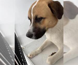 Labrador Retriever-Unknown Mix Dogs for adoption in Houston, TX, USA