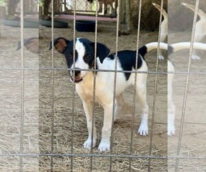 Feist Terrier-Unknown Mix Dogs for adoption in Eastman, GA, USA