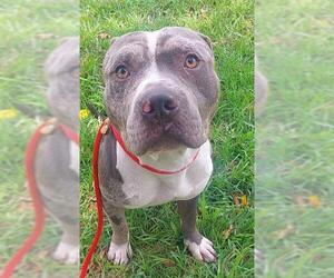 American Staffordshire Terrier-Unknown Mix Dogs for adoption in Fort Lauderdale, FL, USA