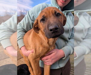 Boxador Dogs for adoption in garner, NC, USA