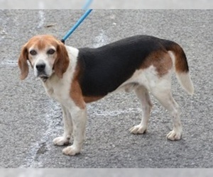 Beagle Dogs for adoption in Harrisburg, PA, USA