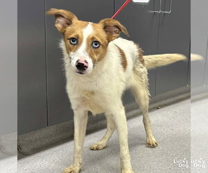Jack Russell Terrier-Unknown Mix Dogs for adoption in Washington, DC, USA