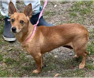 Chihuahua-Unknown Mix Dogs for adoption in Holly Springs, NC, USA