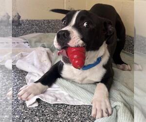 Great Dane-Unknown Mix Dogs for adoption in Brewster, MA, USA