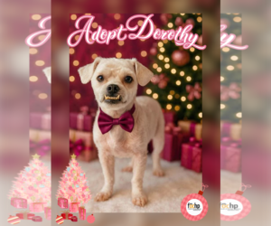 Bichon Frise Dogs for adoption in Menifee, CA, USA