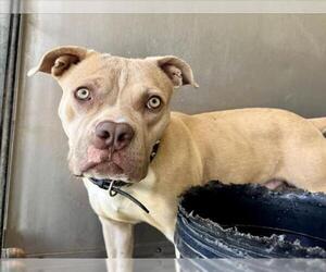 American Pit Bull Terrier-Unknown Mix Dogs for adoption in San Bernardino, CA, USA
