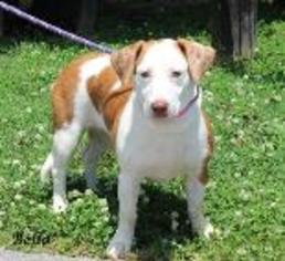 Medium Photo #1 Basset Hound-Unknown Mix Puppy For Sale in Madisonville, TN, USA