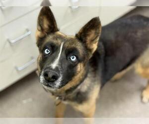 Gerberian Shepsky Dogs for adoption in HESPERIA, CA, USA
