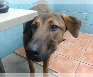 Doberman Pinscher-German Shepherd Dog Mix Dogs for adoption in Downey, CA, USA