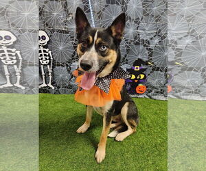 Mutt Dogs for adoption in Euless, TX, USA