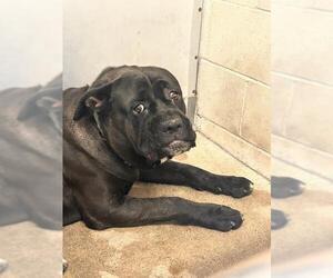 Mutt Dogs for adoption in San Bernardino, CA, USA