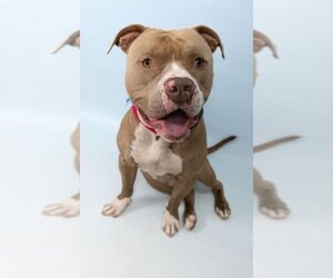 American Bulldog Dogs for adoption in Fort Collins, CO, USA