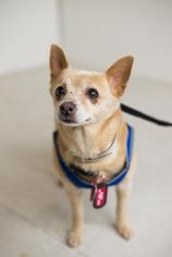 Basenji Dogs for adoption in Brooklyn Park, MN, USA