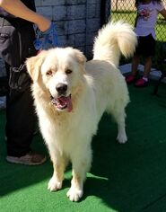 Medium Photo #1 Great Pyrenees Puppy For Sale in Perth Amboy, NJ, USA