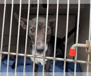 Mutt Dogs for adoption in Oklahoma City, OK, USA